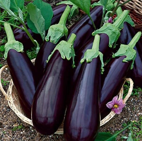 aubergine 