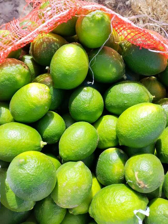 citron 