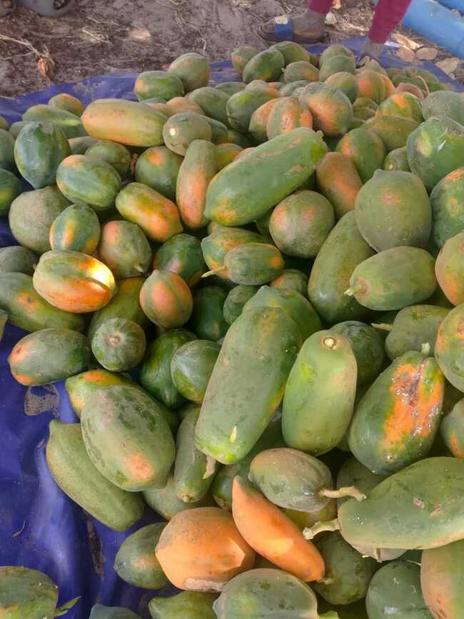 papaye 